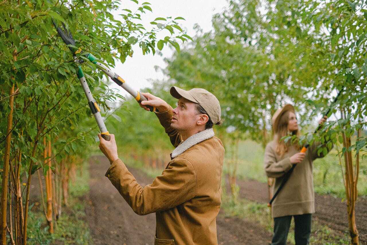 Best Tree Trimming Near Me  in USA